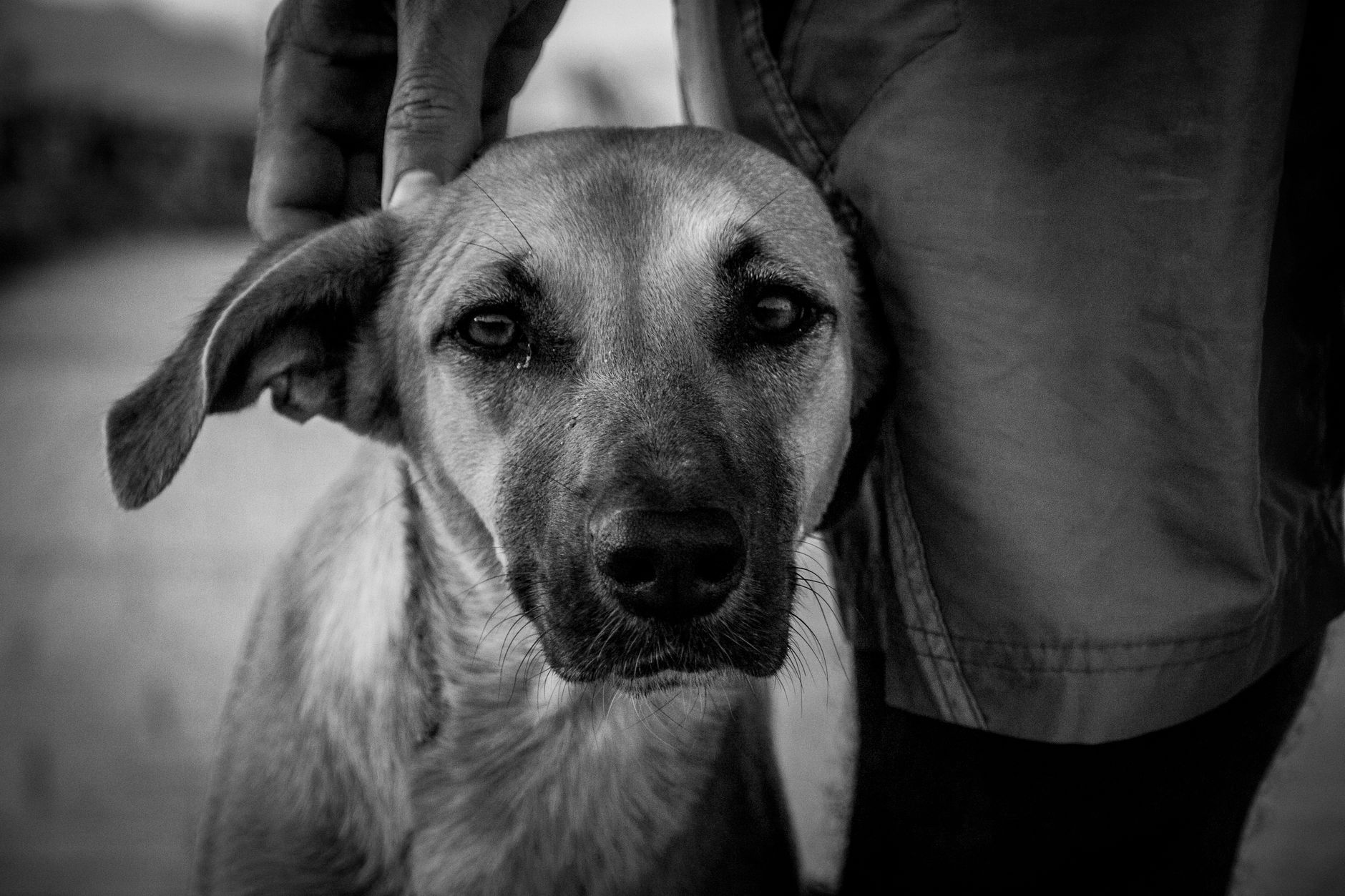 Perro en brazos de su tutor durante una consulta veterinaria